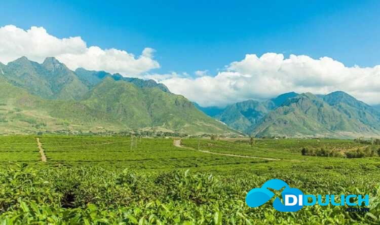doi-che-tan-uyen-1 Đồi Chè Tân Uyên