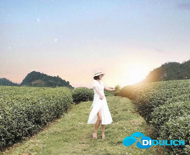 doi-che-tan-uyen-11 Đồi Chè Tân Uyên