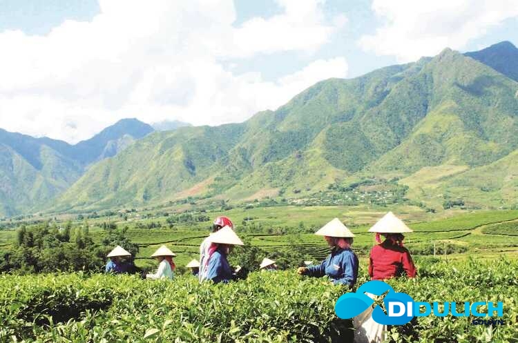 doi-che-tan-uyen-14 Đồi Chè Tân Uyên