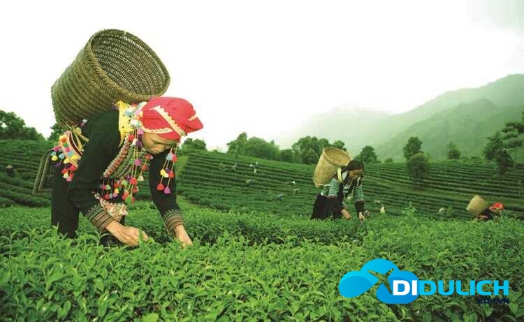 doi-che-tan-uyen-4 Đồi Chè Tân Uyên