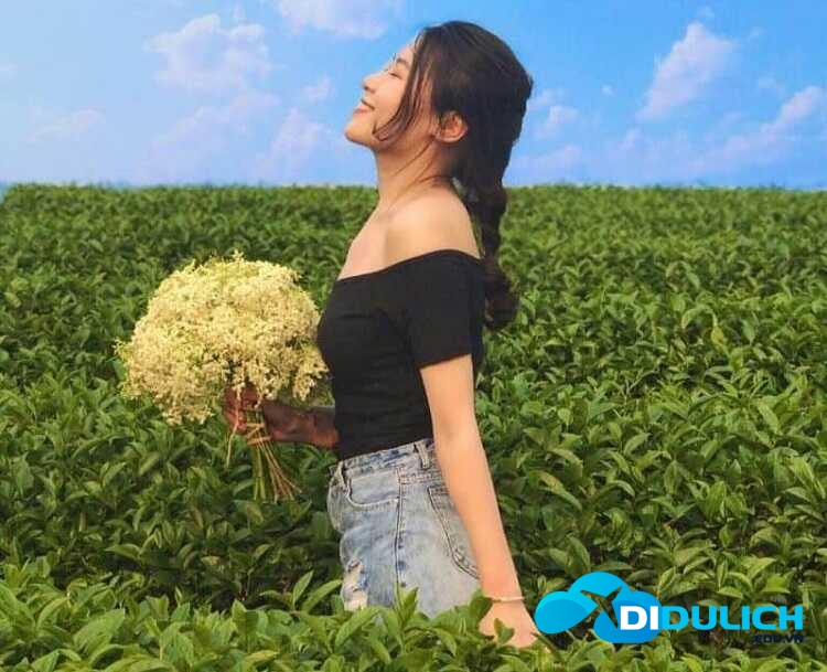 doi-che-tan-uyen-5 Đồi Chè Tân Uyên