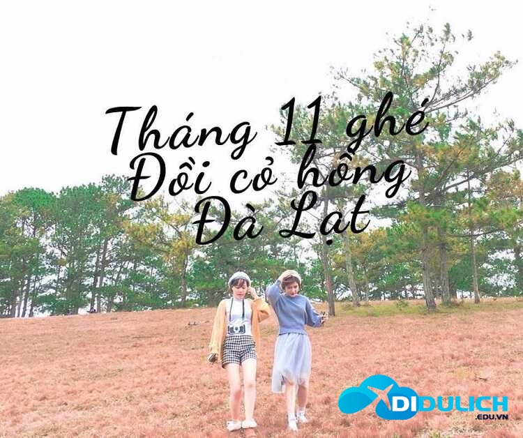 doi-co-hong-da-lat-10 Đồi cỏ hồng Đà Lạt