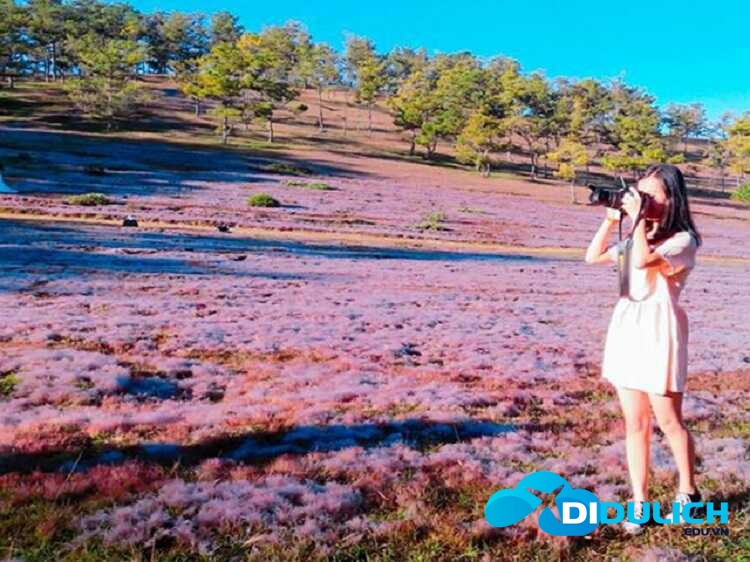 doi-co-hong-da-lat-11 Đồi cỏ hồng Đà Lạt