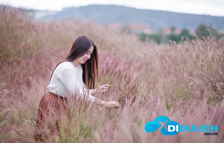 doi-co-hong-da-lat-12 Đồi cỏ hồng Đà Lạt