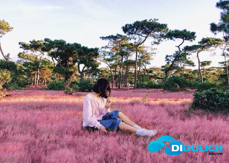 doi-co-hong-da-lat-14 Đồi cỏ hồng Đà Lạt