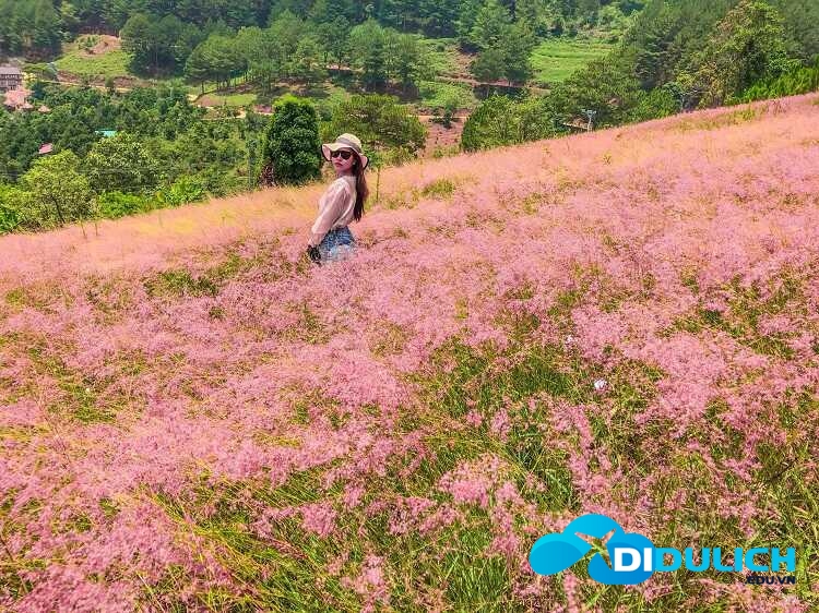 doi-co-hong-da-lat-3 Đồi cỏ hồng Đà Lạt