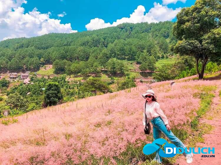doi-co-hong-da-lat-4 Đồi cỏ hồng Đà Lạt
