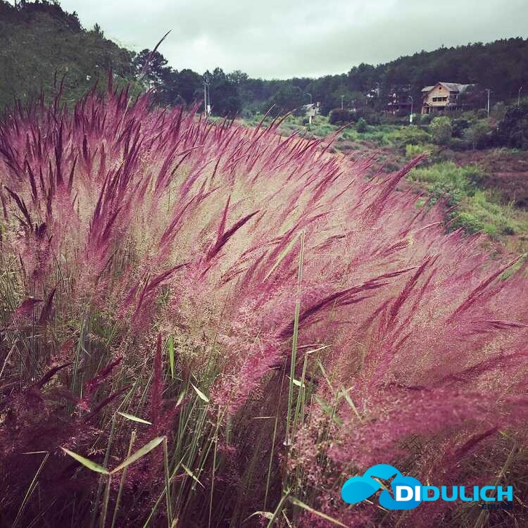 doi-co-hong-da-lat-5 Đồi cỏ hồng Đà Lạt