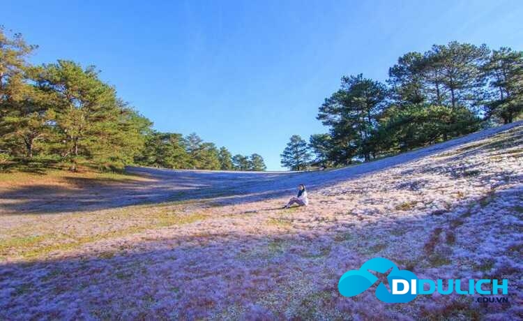 doi-co-hong-da-lat-6 Đồi cỏ hồng Đà Lạt