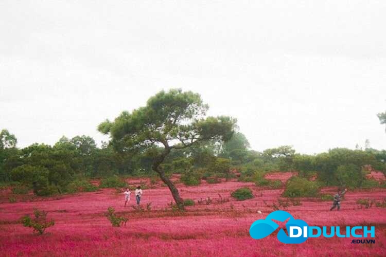 doi-co-hong-da-lat-9 Đồi cỏ hồng Đà Lạt
