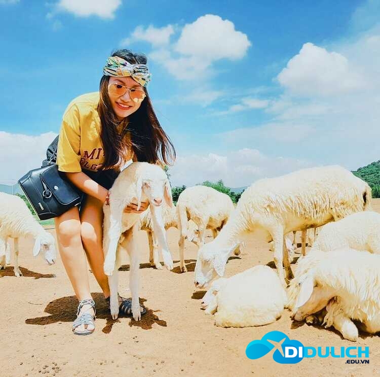 doi-cuu-suoi-nghe-1_optimized-1 Đồi Cừu Suối Nghệ