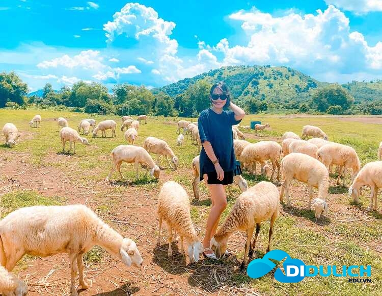 doi-cuu-suoi-nghe-1_optimized-2 Đồi cừu Suối Nghệ