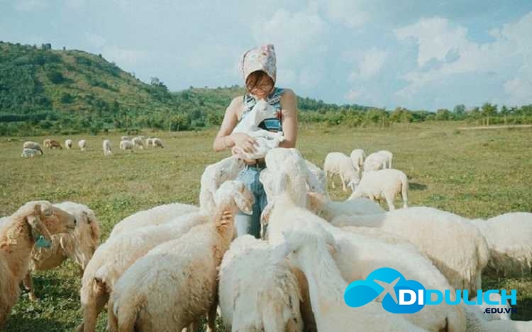doi-cuu-suoi-nghe-2 Đồi Cừu Suối Nghệ, cánh đồng check in chụp hình siêu ảo mới