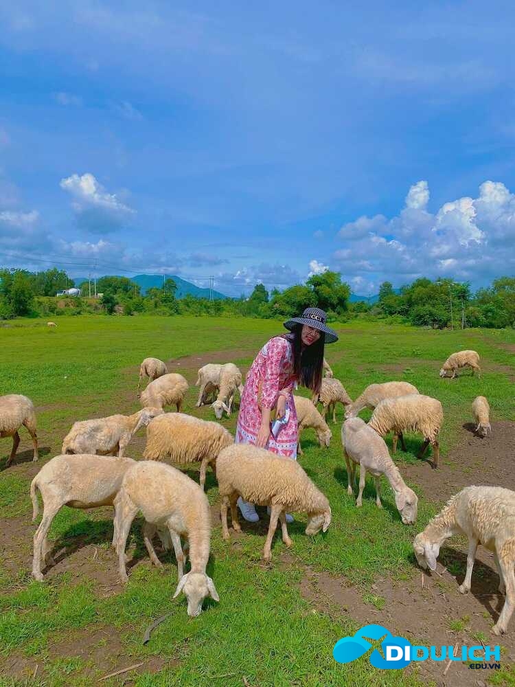 doi-cuu-suoi-nghe-2_optimized-1 Đồi Cừu Suối Nghệ