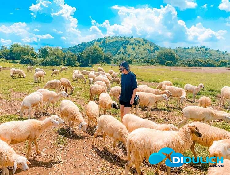 doi-cuu-suoi-nghe-2_optimized-2 Đồi cừu Suối Nghệ