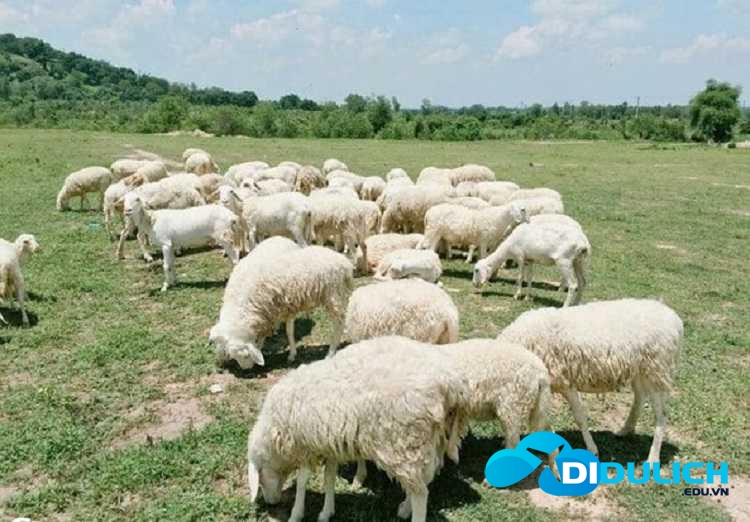 doi-cuu-suoi-nghe-3-1 Đồi Cừu Suối Nghệ, cánh đồng check in chụp hình siêu ảo mới