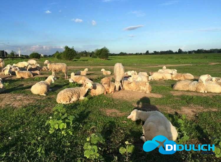 doi-cuu-suoi-nghe-4 Đồi Cừu Suối Nghệ, cánh đồng check in chụp hình siêu ảo mới