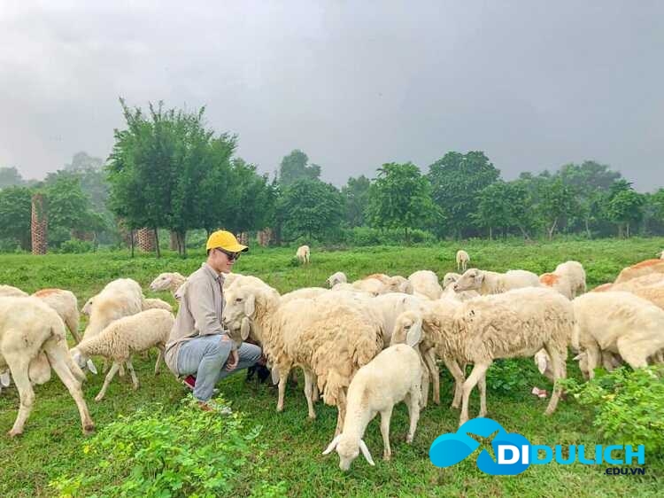 doi-cuu-suoi-nghe-4_optimized-1 Đồi Cừu Suối Nghệ