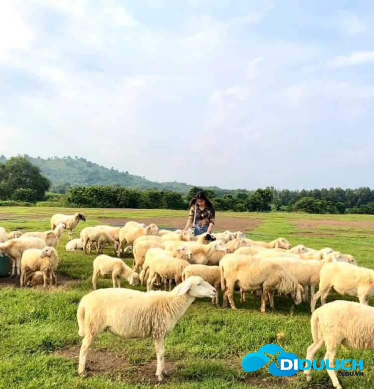 doi-cuu-suoi-nghe-5_optimized-1 Đồi Cừu Suối Nghệ