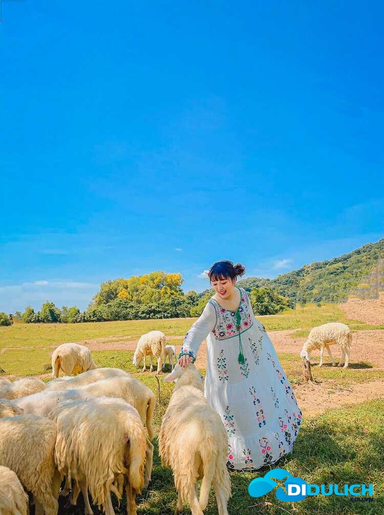 doi-cuu-suoi-nghe-5_optimized Đồi Cừu Suối Nghệ