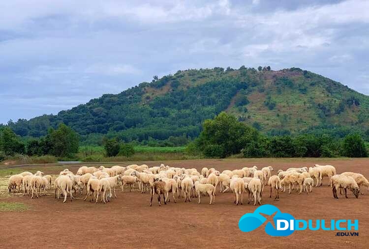 doi-cuu-suoi-nghe-6_optimized-1 Đồi Cừu Suối Nghệ