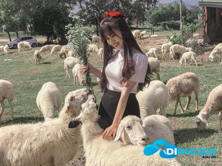 doi-cuu-suoi-nghe-7_optimized Đồi Cừu Suối Nghệ