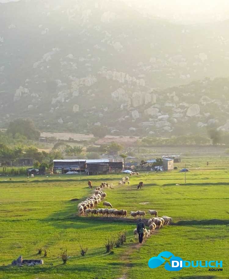 dong-cuu-an-hoa-ninh-thuan-1 Đồng Cừu An Hòa Ninh Thuận
