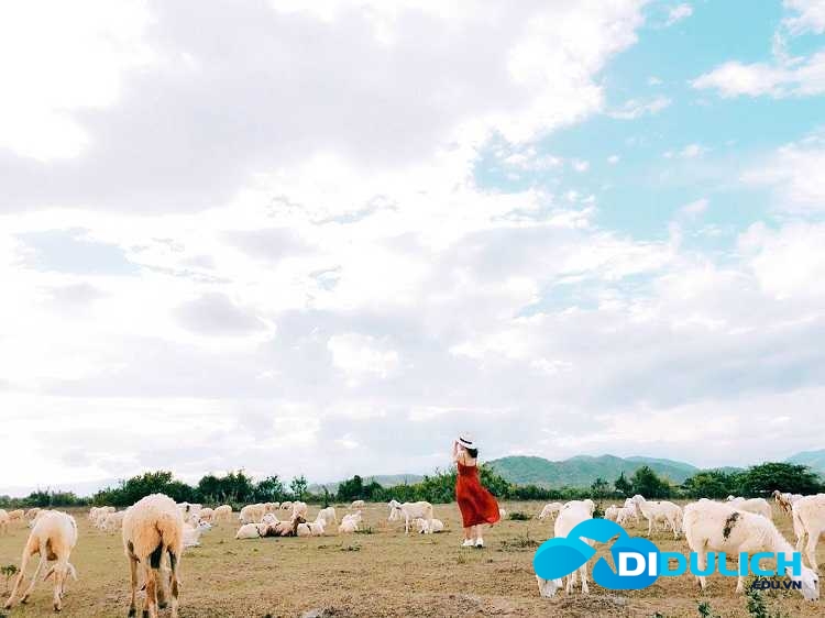 dong-cuu-an-hoa-ninh-thuan-6 Đồng Cừu An Hòa Ninh Thuận