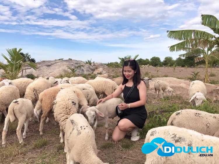 dong-cuu-an-hoa-ninh-thuan-8 Đồng Cừu An Hòa Ninh Thuận
