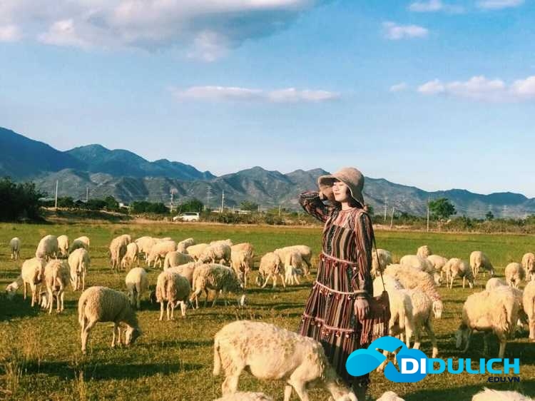 dong-cuu-an-hoa-ninh-thuan-9 Đồng Cừu An Hòa Ninh Thuận