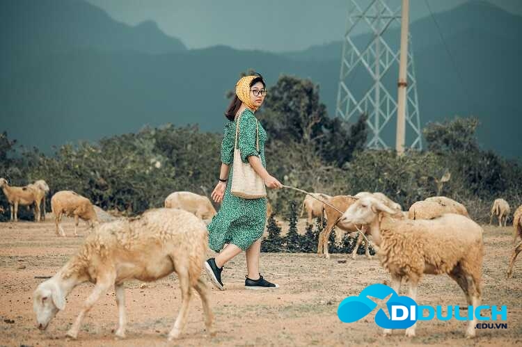 dong-cuu-an-hoa-phan-rang-11_optimized Đồng Cừu An Hòa
