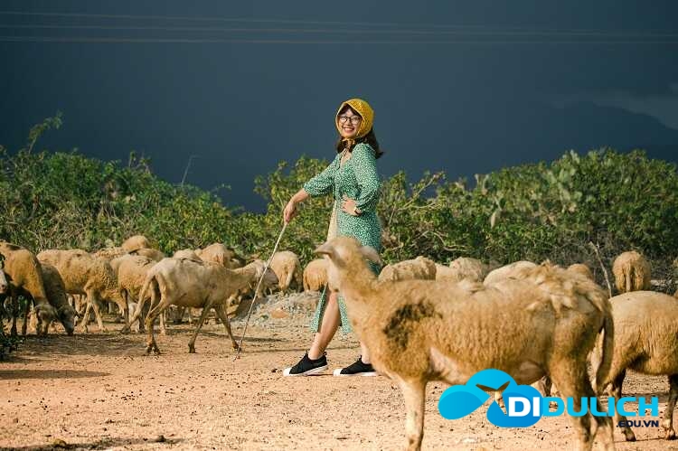 dong-cuu-an-hoa-phan-rang-12_optimized Đồng Cừu An Hòa