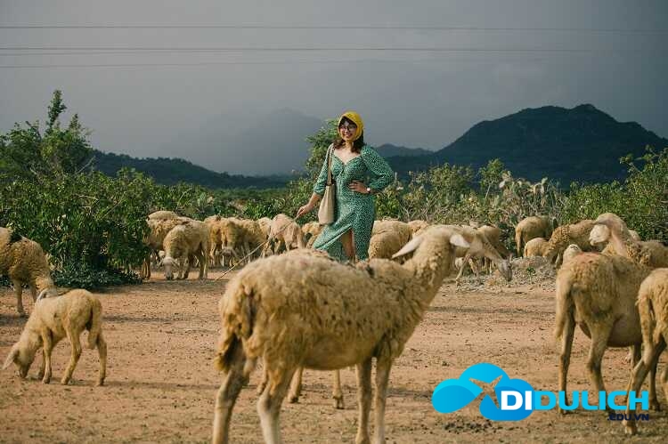 dong-cuu-an-hoa-phan-rang-13_optimized Đồng Cừu An Hòa