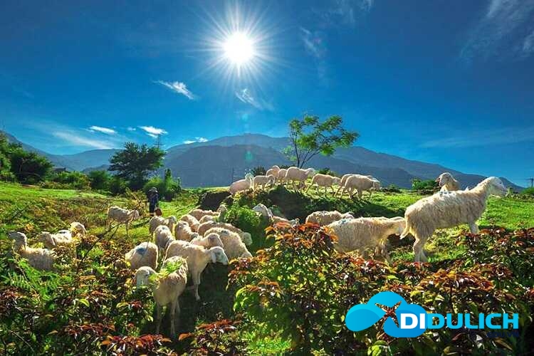 dong-cuu-an-hoa-phan-rang-14_optimized Đồng Cừu An Hòa