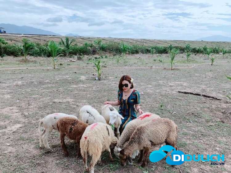 dong-cuu-an-hoa-phan-rang-2_optimized Đồng Cừu An Hòa