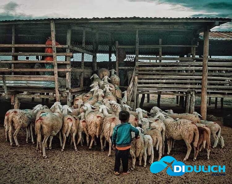 dong-cuu-an-hoa-phan-rang-3_optimized Đồng Cừu An Hòa