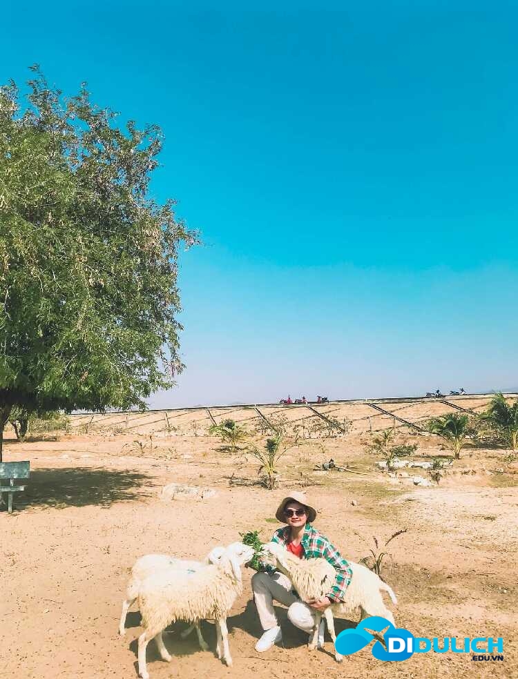 dong-cuu-an-hoa-phan-rang-6_optimized Đồng Cừu An Hòa