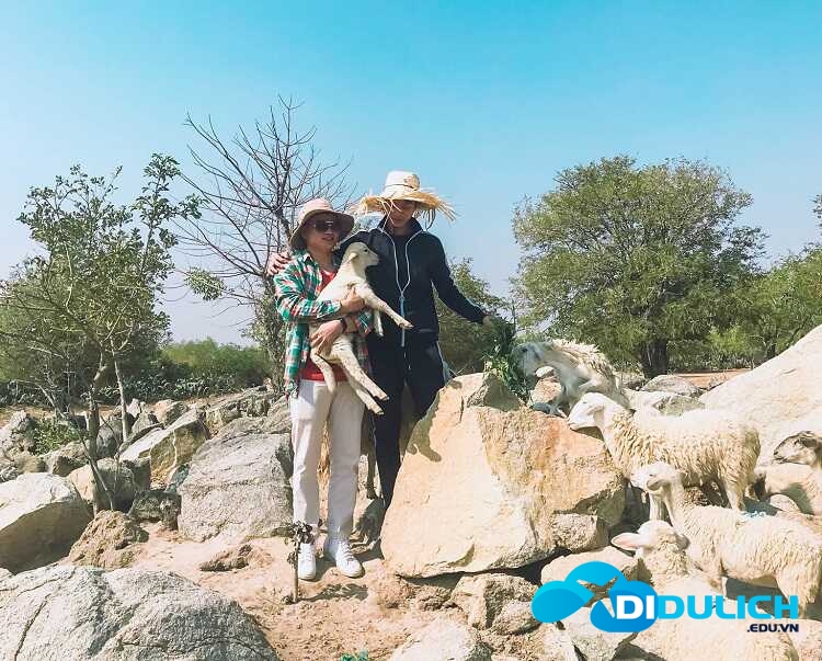 dong-cuu-an-hoa-phan-rang-7_optimized Đồng Cừu An Hòa