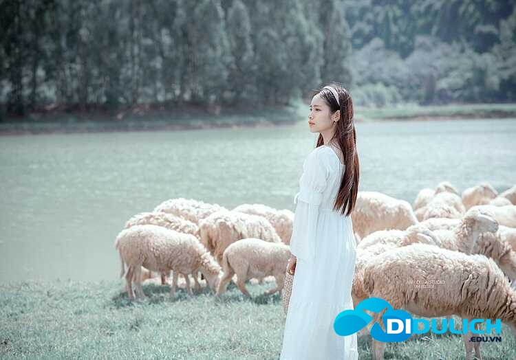 Đồng Cừu Gia Hưng Ninh Bình, điểm chụp hình check in siêu ảo mới