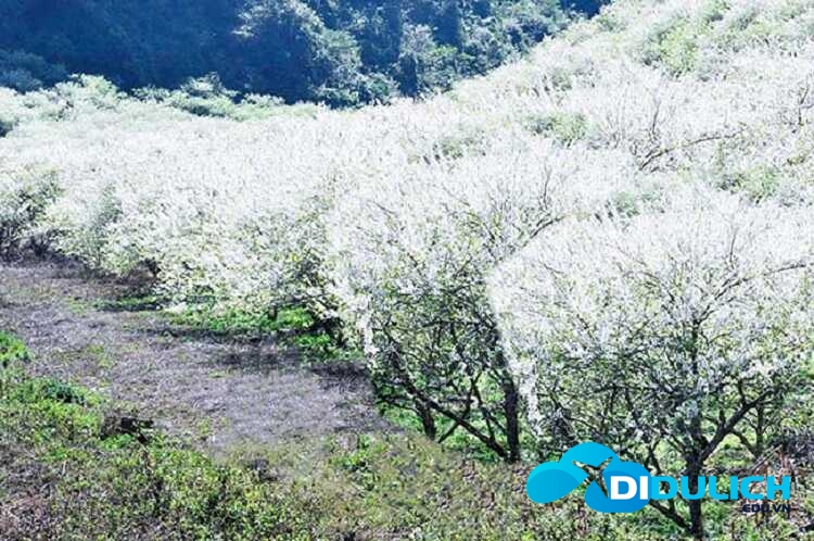 du-lich-moc-chau hoa ban nở đẹp