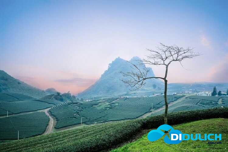 du-lich-moc-chau1_optimized tổng họp kinh nghiệm du lịch 12 tháng của mộc châu