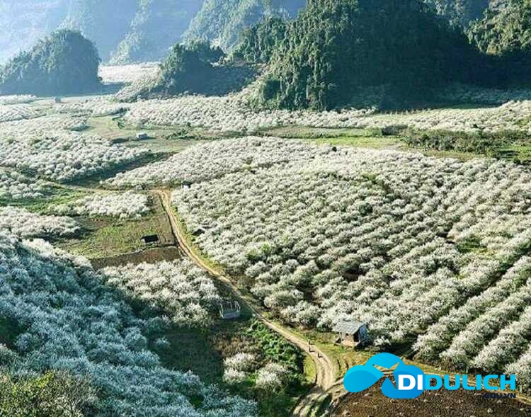 du-lich-moc-chau2_optimized cánh đồi hoa