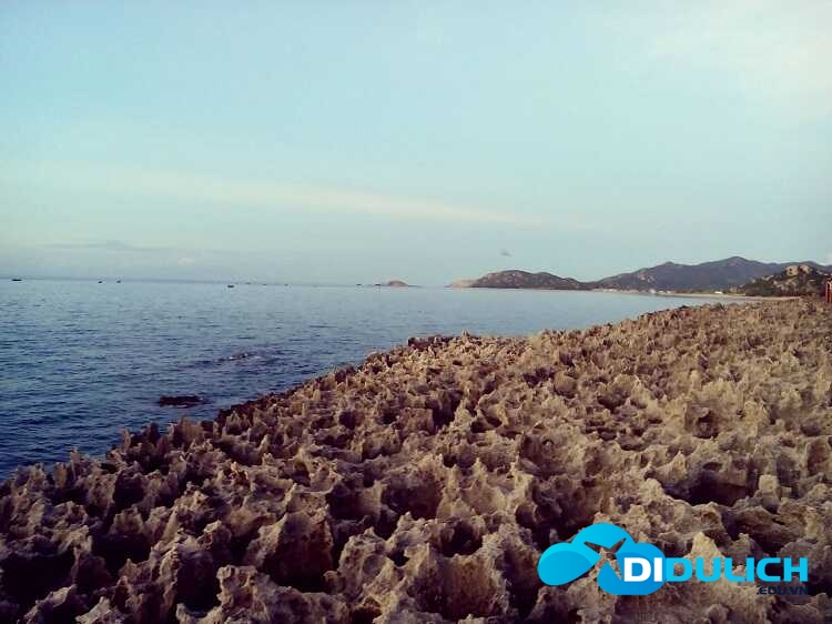 hang-rai-vinh-hy-ninh-thuan-4_optimized Hang Rái Vĩnh Hy