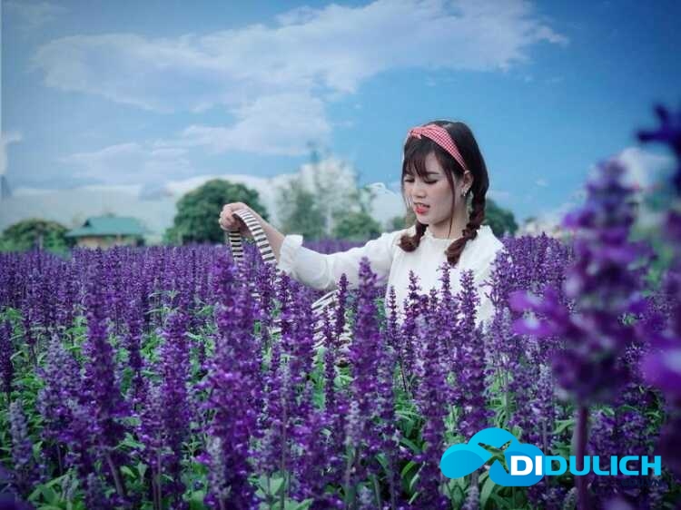 hoa-tim-moc-chau hoa tím mộc châu