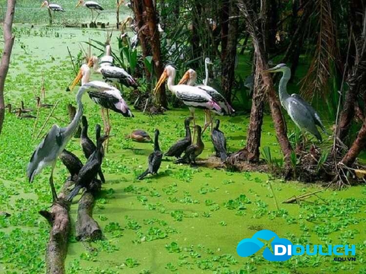 khu-du-lich-giao-gong-dong-thap-15 Khu du lịch Gáo Giồng
