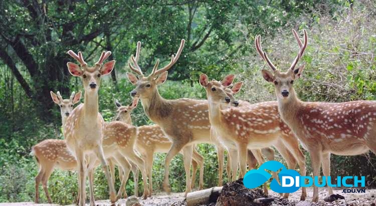 khu-du-lich-madagui-1 Khu du lịch Madagui, kỳ thú một góc rừng Nam Cát Tiên
