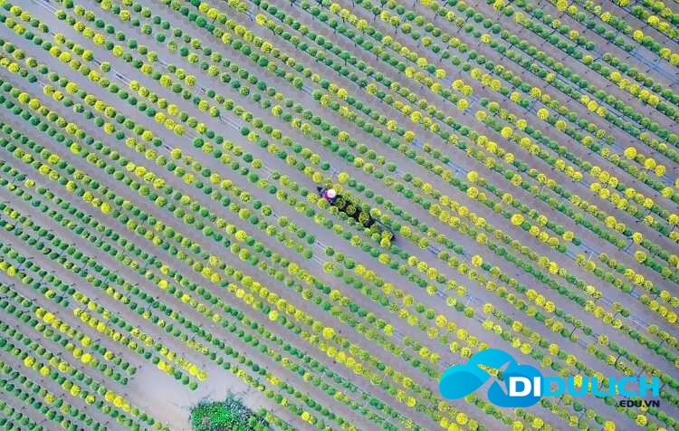 lang-hoa-sa-dec-14_optimized Làng hoa Sa Đéc, khu du lịch chụp hình sống ảo đẹp nhất Đồng Tháp
