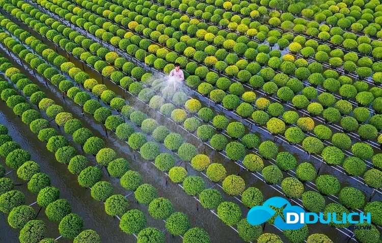 lang-hoa-sa-dec-16_optimized-1 Làng hoa Sa Đéc, khu du lịch chụp hình sống ảo đẹp nhất Đồng Tháp
