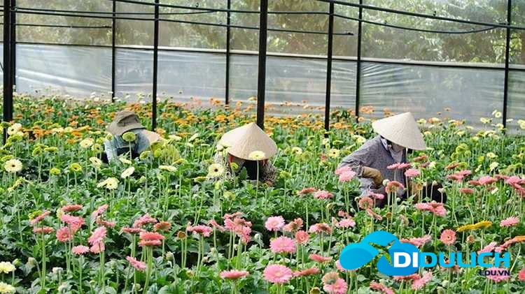 lang-hoa-van-thanh-8 Làng hoa Vạn Thành
