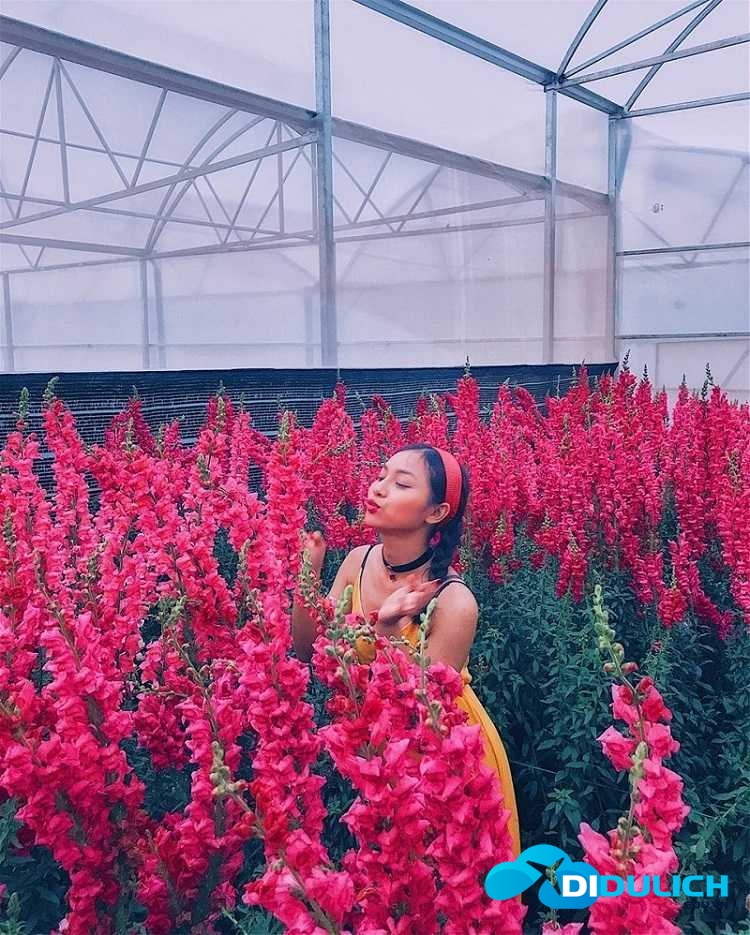 lang-hoa-van-thanh Làng hoa Vạn Thành